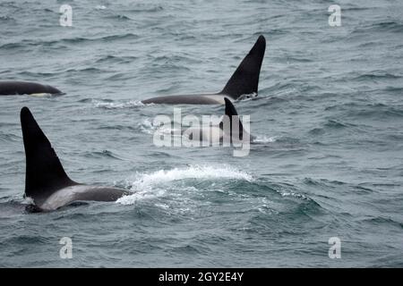 Orcas ou orques, Orcinus orca, resurection Bay, péninsule de Kenai, Alaska, États-Unis Banque D'Images