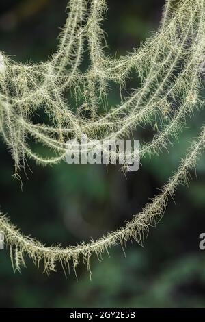 La barbe de Methuselah, Usnea longissima, qui grandit sur une feuille d'érable à feuilles géliculaires, Acer macrophyllum, à l'escalier dans le parc national olympique, État de Washington, États-Unis Banque D'Images