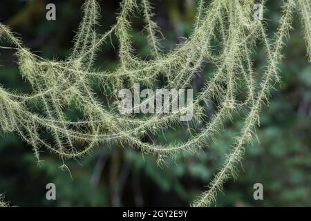 La barbe de Methuselah, Usnea longissima, qui grandit sur une feuille d'érable à feuilles géliculaires, Acer macrophyllum, à l'escalier dans le parc national olympique, État de Washington, États-Unis Banque D'Images