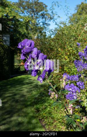 Bordure herbacée colorée avec fleurs Aconitum Volubile pourpres, photographiées en automne dans le jardin du pavillon St John's, situé dans le cercle intérieur, Banque D'Images