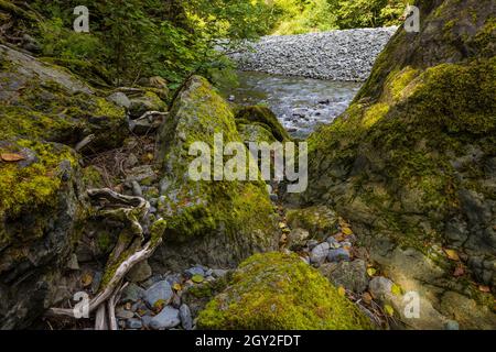 Rochers couverts de mousse le long de la rivière Skokomish à North Fork dans l'escalier du parc national olympique, État de Washington, États-Unis Banque D'Images
