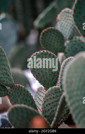 Blocs de cactus à oreilles de lapin avec des glochidés rouges Banque D'Images