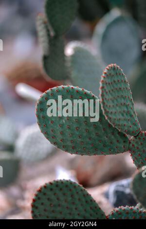 Pads de cactus de lapin (Opuntia microdasys) Banque D'Images