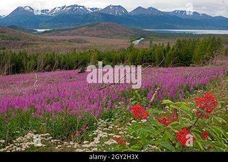 Un champ avec des pompons roses sauvages en fleurs, Chamaenerion angustifolium, Onagraceae, Lac de Skilak, Péninsule de Kenai, Alaska, États-Unis Banque D'Images