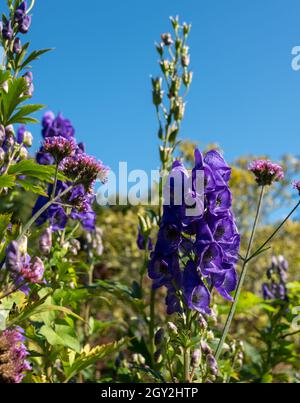 Purple Aconitum Volubile fleurs, photographiées en automne dans le jardin de St John's Lodge, situé dans le cercle intérieur, Regent's Park, Londres Banque D'Images