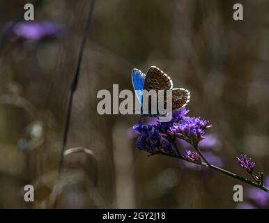 Photo macro d'un beau papillon perché sur une fleur violette avec un arrière-plan flou Banque D'Images