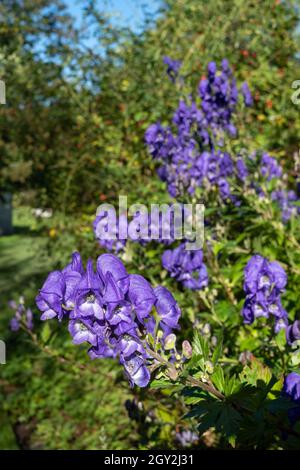 Bordure herbacée colorée avec fleurs Aconitum Volubile violettes, photographiées en automne dans le jardin de St John's Lodge, Regent's Park, Londres Banque D'Images