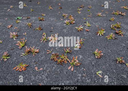 Des touffes d'érable à feuilles géliculaires, Acer macrophyllum, des graines ont été arrachées et déposées sur la route par un Douglas Squirrel, Tamiasciurus douglasii, pour ajouter à son cache, Stai Banque D'Images