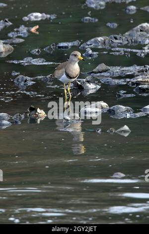 Lapwing à tête grise (Vanellus cinereus) adulte barbotant au milieu d'une rivière polluée avec des détritus Katmandou, au NépalJanvier Banque D'Images