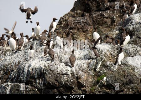Colonie de guillemots, Uria aalge, ordre des Charadriiformes, île de Gull, baie de Kachemak, Homer, Alaska, États-Unis Banque D'Images