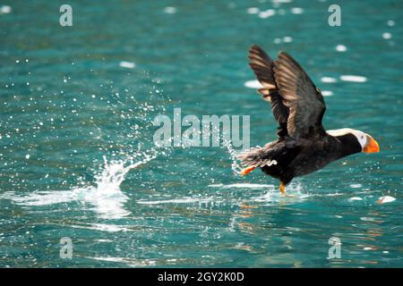 Macareux touffés, Fratercula cirrhata, décollage sur l'eau, Gull Island, Kachemak Bay, Alaska, États-Unis Banque D'Images