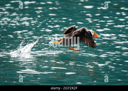 Macareux touffés, Fratercula cirrhata, décollage sur l'eau, Gull Island, Kachemak Bay, Alaska, États-Unis Banque D'Images