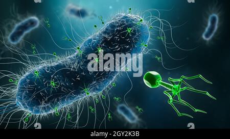 Groupe de phages ou bactériophages infectant des bactéries 3D rendu illustration.Microbiologie, science, médecine, biologie, médecine et soins de santé Banque D'Images