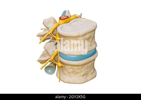 Vertèbres lombaires humaines avec moelle épinière et nerf isolé sur fond blanc illustration de rendu 3D.Graphique anatomique vierge.Anatomie, médical et Banque D'Images