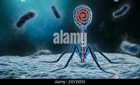 Phage insertion de son ADN dans une bactérie 3D rendu illustration gros plan.Microbiologie, médical, bactériologie, biologie, science,santé, médicis Banque D'Images