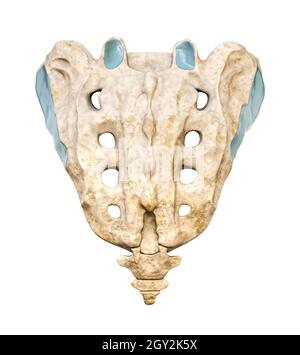 Vue postérieure détaillée de la face ou du dos du sacrum et du coccyx 3D, illustration du rendu isolée sur fond blanc.Graphique anatomique vierge.Anatom Banque D'Images