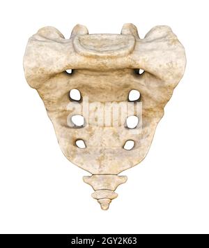 Vue antérieure ou frontale détaillée du sacrum et du coccyx 3D, illustration du rendu isolée sur fond blanc.Graphique anatomique vierge.Anatom Banque D'Images