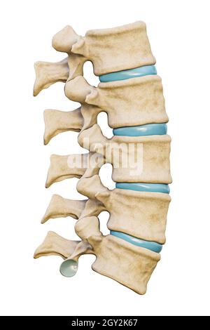 Normal cinq vertèbres lombaires humaines avec des disques isolés sur fond blanc illustration de rendu 3D.Graphique anatomique vierge.Médecine et santé, Banque D'Images