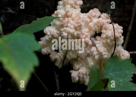 Porte dent hericium coralloïdes champignons médicinaux.Jolis pointes de champignons de dent d'ours. Banque D'Images