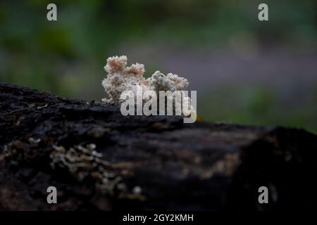 Les champignons de corail ferment le corps de fructification du champignon blanc sur la souche de l'arbre. Banque D'Images