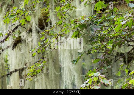 La barbe de Methuselah, Usnea longissima, qui grandit sur une feuille d'érable à feuilles géliculaires, Acer macrophyllum, à l'escalier dans le parc national olympique, État de Washington, États-Unis Banque D'Images