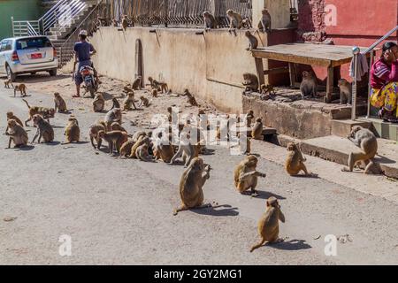 Mt POPA, MYANMAR - 8 DÉCEMBRE 2016 : macaques près du temple de Mt Popa, Myanmar Banque D'Images