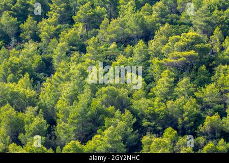 arbres abstraits à utiliser comme arrière-plan sur le flanc de la montagne à zante ou zakynthos grèce. belle forêt ou forêt composition abstraite sur flanc de colline. Banque D'Images