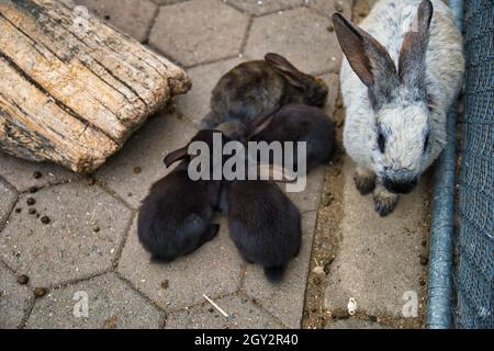 Groupe de lapins en cuddling ensemble Banque D'Images