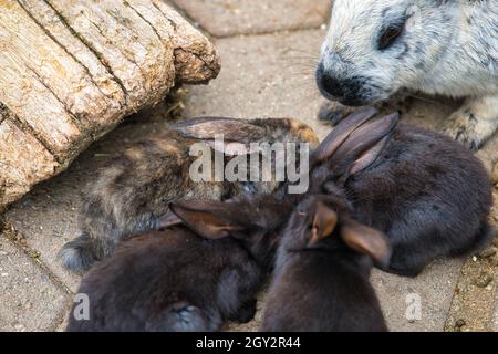 Gros plan d'un groupe de lapins en cuddling ensemble Banque D'Images