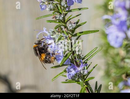 Bumblebee se nourrissant de fleur de romarin Banque D'Images