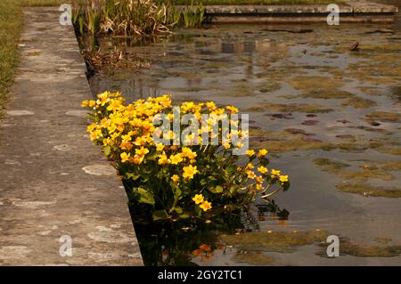 Maltha palustris - Mars Marigold. Banque D'Images