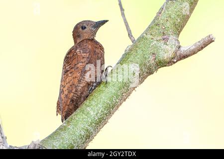 Pic à bois rufous, Micropternus brachyurus, adulte unique perché dans un arbre, Goa, Inde Banque D'Images