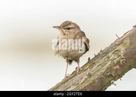 Robin à queue rufée, Cercotrichhas galactotes, adulte unique perché sur une branche d'un Bush, Norfolk, Angleterre, Royaume-Uni Banque D'Images