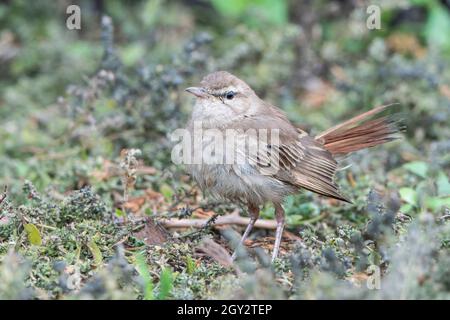 Robin à queue rufée, Cercotrichhas galactotes, adulte unique debout sur une végétation courte, Norfolk, Angleterre, Royaume-Uni Banque D'Images