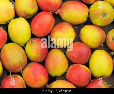 Pomme Oaken PIN, vitrine de la ferme, pommes, fruits, malus domestica,une alimentation saine Banque D'Images