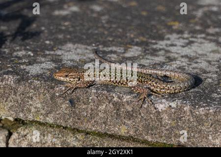 podarcis lézard sur un mur de pierre bains de soleil au printemps en Espagne Banque D'Images