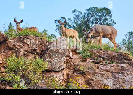 Gros plan d'un groupe de cerfs en regardant vers le bas depuis le sommet des falaises Banque D'Images