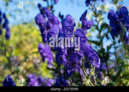 Bordure herbacée colorée avec fleurs Aconitum Volubile violettes, photographiées en automne dans le jardin de St John's Lodge, Regent's Park, Londres Banque D'Images