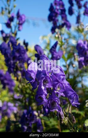 Bordure herbacée colorée avec fleurs Aconitum Volubile violettes, photographiées en automne dans le jardin de St John's Lodge, Regent's Park, Londres Banque D'Images