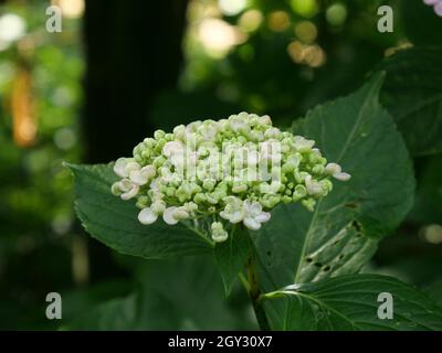 Gros plan de magnifiques hortensias roses qui poussent dans un jardin Banque D'Images