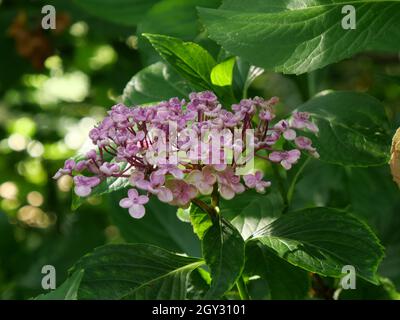 Gros plan de magnifiques hortensias roses qui poussent dans un jardin Banque D'Images