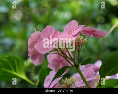 Gros plan de magnifiques hortensias roses qui poussent dans un jardin Banque D'Images