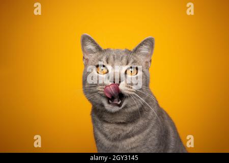 mignon affamé britannique shorthair chat lécking lèvres portrait sur fond jaune Banque D'Images