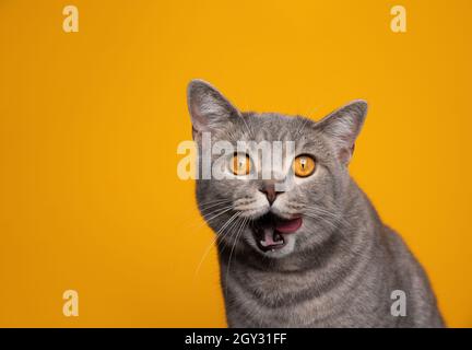 mignon british shorthair chat faire drôle visage léchant lèvres regardant faim et cupide pour la nourriture sur fond jaune avec espace de copie Banque D'Images