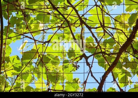 Clôture en métal recouverte de vignes vertes de près Banque D'Images