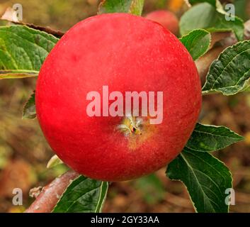 Pomme « Red Miller », poussant sur l'arbre, les pommes, les fruits, saine alimentation,malus domestica Banque D'Images