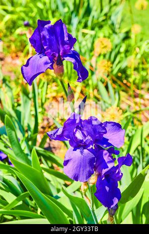 Fleur pourpre de près avec des feuilles vert vif Banque D'Images