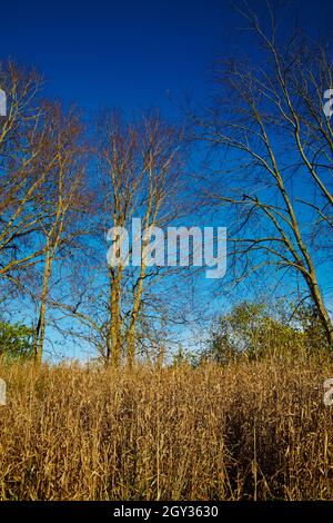 Badigeonnez et badigeonnez les arbres les plus fins contre un ciel bleu clair Banque D'Images