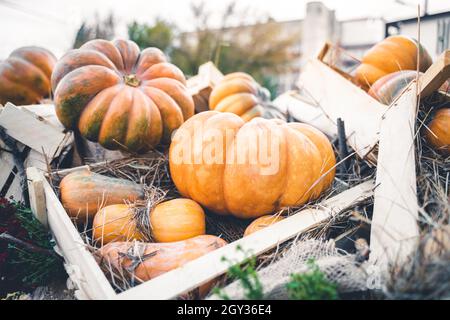 Grandes citrouilles orange vif comme décoration de vente dans une caisse en bois. Fête d'Halloween et activité de sculpture de nourriture festive en plein air dans une ferme Banque D'Images