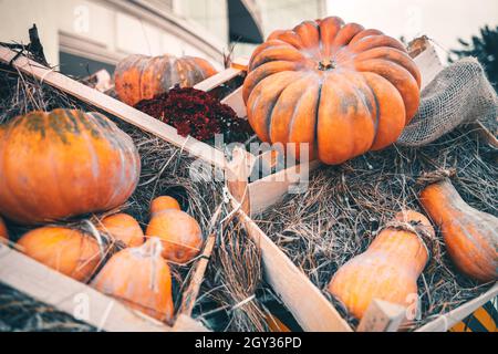 Grandes citrouilles orange vif comme décoration de vente dans une caisse en bois. Fête d'Halloween et activité de sculpture de nourriture festive en plein air dans une ferme Banque D'Images